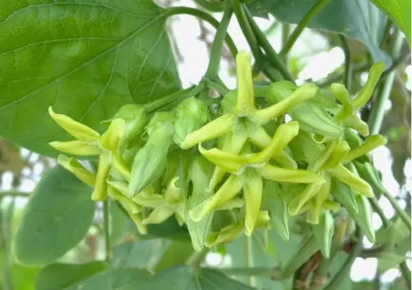 Cách Trồng Hoa Thiên Lý Bằng Cành: Hướng Dẫn Chi Tiết Từ A-Z Cách Trồng Hoa Thiên Lý Bằng Cành: Hướng Dẫn Chi Tiết Từ A-Z