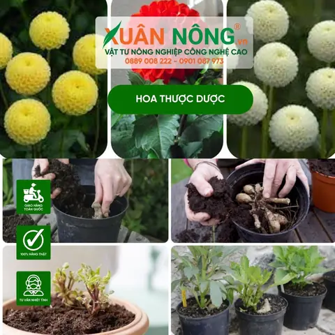 Hướng Dẫn Cách Trồng Hoa Thược Dược Ra Hoa Đẹp, Đúng Dịp Tết