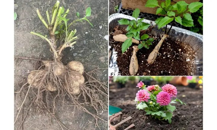 Cách Trồng Hoa Thược Dược Trong Chậu: Hướng Dẫn Chọn Giống, Chăm Sóc Và Nở Hoa Đúng Dịp Tết Cách Trồng Hoa Thược Dược Trong Chậu: Hướng Dẫn Chọn Giống, Chăm Sóc Và Nở Hoa Đúng Dịp Tết