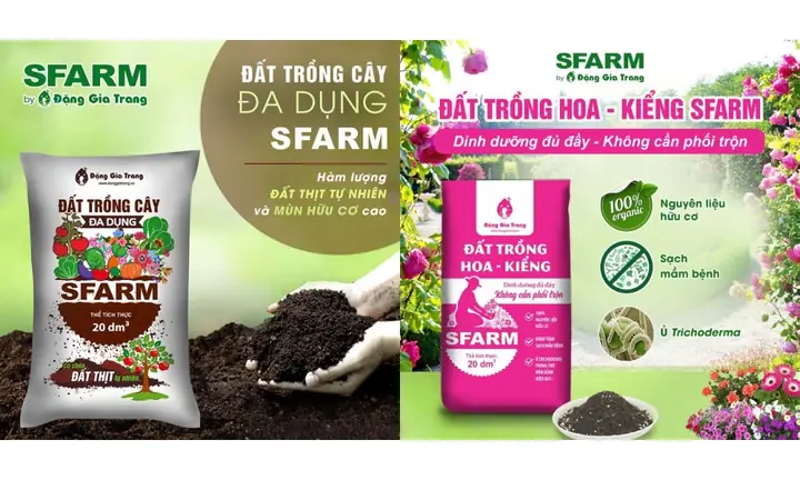 Cách Trồng Hoa Thược Dược Trong Chậu: Hướng Dẫn Chọn Giống, Chăm Sóc Và Nở Hoa Đúng Dịp Tết Cách Trồng Hoa Thược Dược Trong Chậu: Hướng Dẫn Chọn Giống, Chăm Sóc Và Nở Hoa Đúng Dịp Tết
