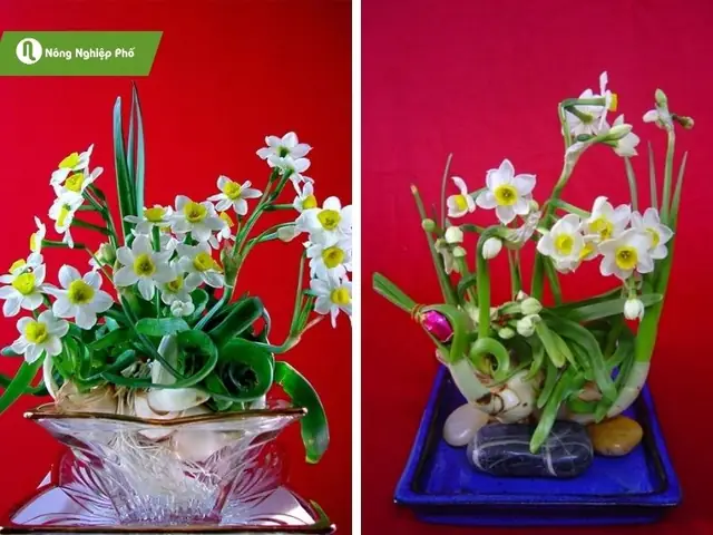 Cách Trồng Hoa Thủy Tiên Nở Đẹp Đúng Tết: Hướng Dẫn Chi Tiết Từ A-Z Cách Trồng Hoa Thủy Tiên Nở Đẹp Đúng Tết: Hướng Dẫn Chi Tiết Từ A-Z