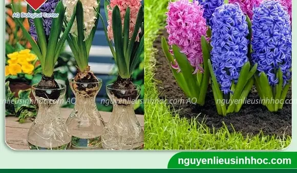 Cách Trồng Hoa Tiên Ông Thủy Canh Và Trồng Đất Đơn Giản, Thơm Ngát Đón Tết
