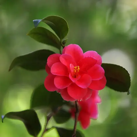 Hướng Dẫn Chi Tiết Cách Trồng Hoa Trà My Từ Hạt Thành Công Hướng Dẫn Chi Tiết Cách Trồng Hoa Trà My Từ Hạt Thành Công