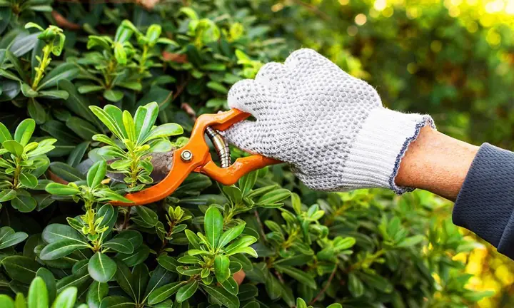 Cách Trồng Hoa Trang Trí Sân Vườn Cho Người Mới: Chọn Hoa, Chăm Sóc Và Bố Trí