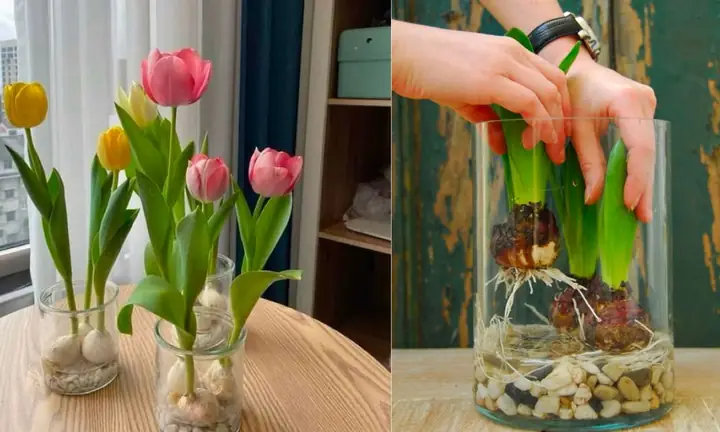 Hướng Dẫn Trồng Hoa Tulip Tại Nhà Đơn Giản & Chăm Sóc Đúng Cách Ra Hoa Đẹp