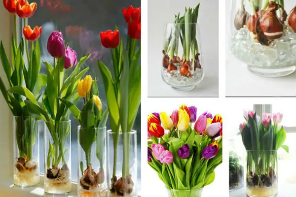 Hướng Dẫn Trồng Hoa Tulip Tại Nhà Đơn Giản & Chăm Sóc Đúng Cách Ra Hoa Đẹp