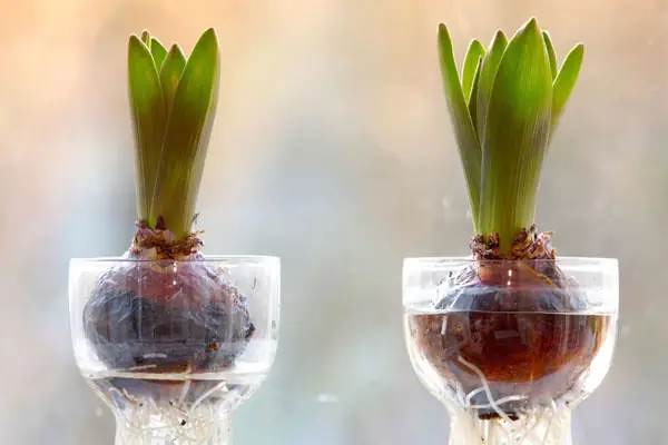 Hướng Dẫn Trồng Hoa Tulip Tại Nhà Đơn Giản & Chăm Sóc Đúng Cách Ra Hoa Đẹp