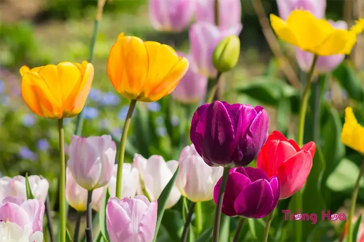 Hướng Dẫn Cách Trồng Hoa Tulip Bằng Hạt Từ A-Z: Quy Trình Ủ Lạnh, Gieo & Chăm Sóc Cho Người Mới Hướng Dẫn Cách Trồng Hoa Tulip Bằng Hạt Từ A-Z: Quy Trình Ủ Lạnh, Gieo & Chăm Sóc Cho Người Mới