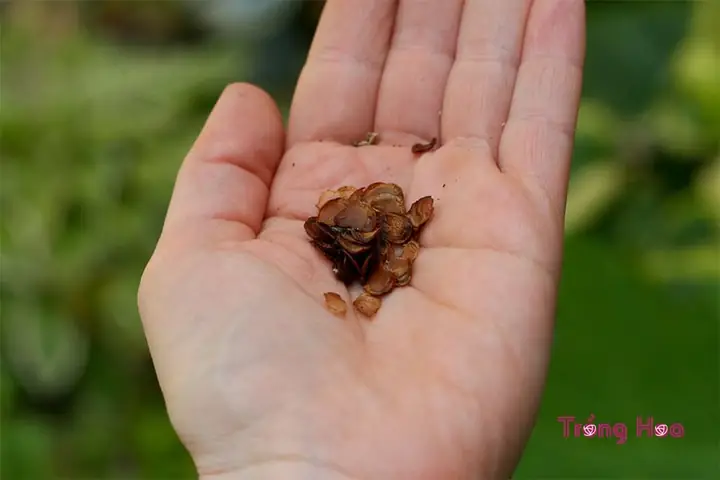 Hướng Dẫn Cách Trồng Hoa Tulip Bằng Hạt Từ A-Z: Quy Trình Ủ Lạnh, Gieo & Chăm Sóc Cho Người Mới Hướng Dẫn Cách Trồng Hoa Tulip Bằng Hạt Từ A-Z: Quy Trình Ủ Lạnh, Gieo & Chăm Sóc Cho Người Mới