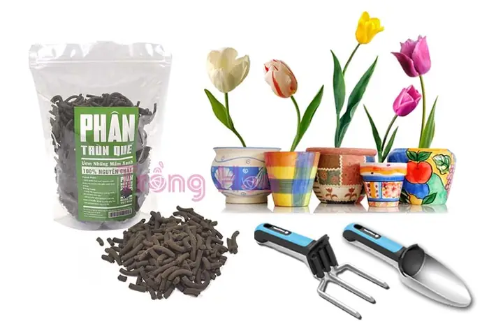 Hướng Dẫn Cách Trồng Hoa Tulip Bằng Hạt Từ A-Z: Quy Trình Ủ Lạnh, Gieo & Chăm Sóc Cho Người Mới Hướng Dẫn Cách Trồng Hoa Tulip Bằng Hạt Từ A-Z: Quy Trình Ủ Lạnh, Gieo & Chăm Sóc Cho Người Mới