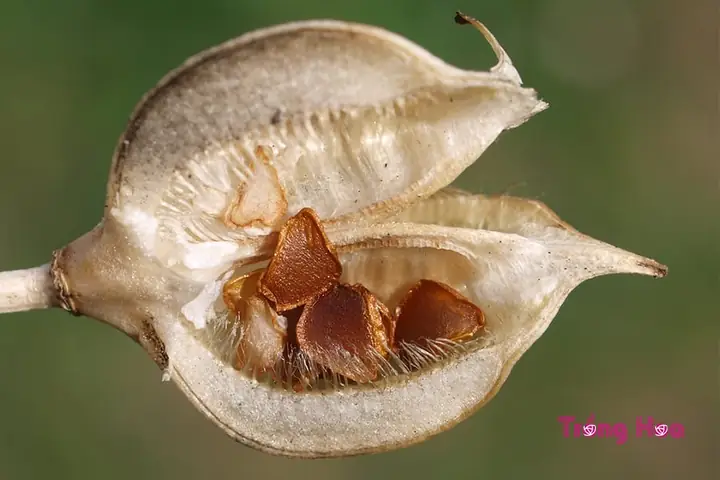 Hướng Dẫn Cách Trồng Hoa Tulip Bằng Hạt Từ A-Z: Quy Trình Ủ Lạnh, Gieo & Chăm Sóc Cho Người Mới Hướng Dẫn Cách Trồng Hoa Tulip Bằng Hạt Từ A-Z: Quy Trình Ủ Lạnh, Gieo & Chăm Sóc Cho Người Mới