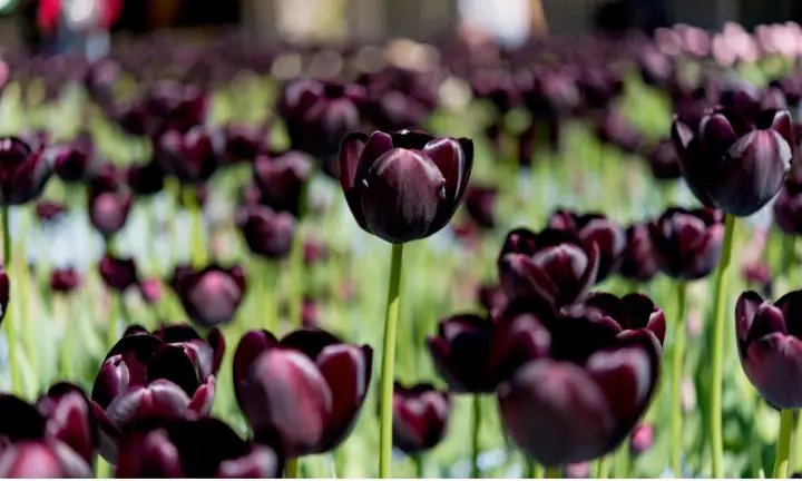 Cách Trồng Hoa Tulip Đón Tết Tại Nhà: Chọn Củ, Trồng Và Chăm Sóc Để Nở Đúng Dịp Cách Trồng Hoa Tulip Đón Tết Tại Nhà: Chọn Củ, Trồng Và Chăm Sóc Để Nở Đúng Dịp