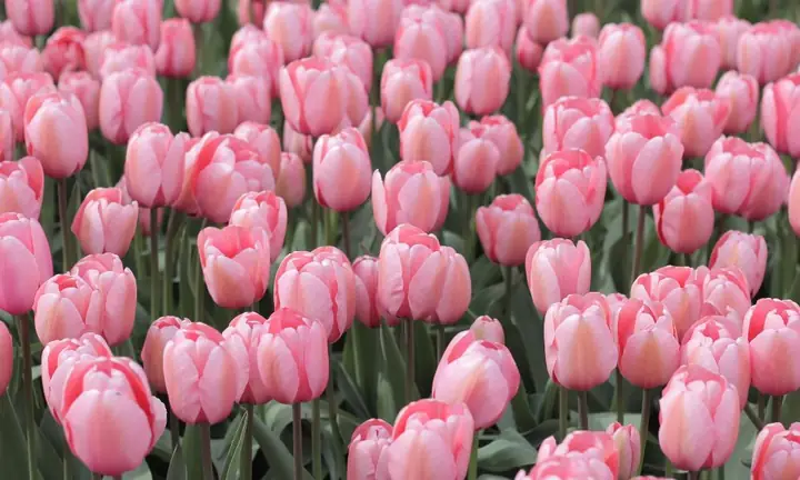 Cách Trồng Hoa Tulip Đón Tết Tại Nhà: Chọn Củ, Trồng Và Chăm Sóc Để Nở Đúng Dịp Cách Trồng Hoa Tulip Đón Tết Tại Nhà: Chọn Củ, Trồng Và Chăm Sóc Để Nở Đúng Dịp