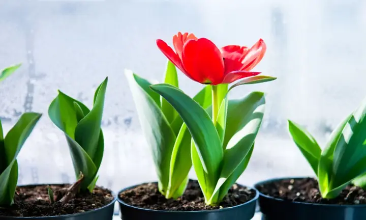 Cách Trồng Hoa Tulip Đón Tết Tại Nhà: Chọn Củ, Trồng Và Chăm Sóc Để Nở Đúng Dịp Cách Trồng Hoa Tulip Đón Tết Tại Nhà: Chọn Củ, Trồng Và Chăm Sóc Để Nở Đúng Dịp