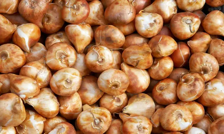 Cách Trồng Hoa Tulip Nở Đúng Tết Tại Nhà: Lịch, Kỹ Thuật Và Cách Điều Chỉnh Cách Trồng Hoa Tulip Nở Đúng Tết Tại Nhà: Lịch, Kỹ Thuật Và Cách Điều Chỉnh