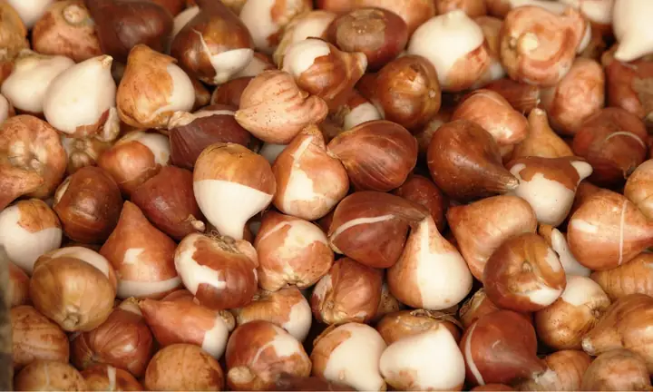 Cách Trồng Hoa Tulip Thủy Canh Đơn Giản Tại Nhà Cho Hoa Đẹp