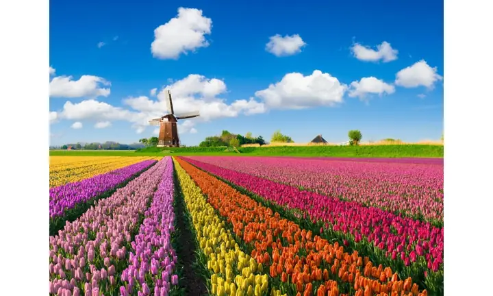 Cách Trồng Hoa Tulip Thủy Canh Đơn Giản Tại Nhà Cho Hoa Đẹp