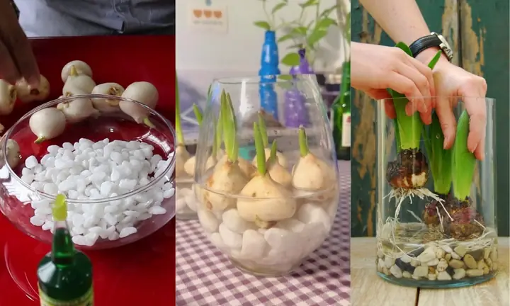 Cách Trồng Hoa Tulip Thủy Canh Đơn Giản Tại Nhà Cho Hoa Đẹp