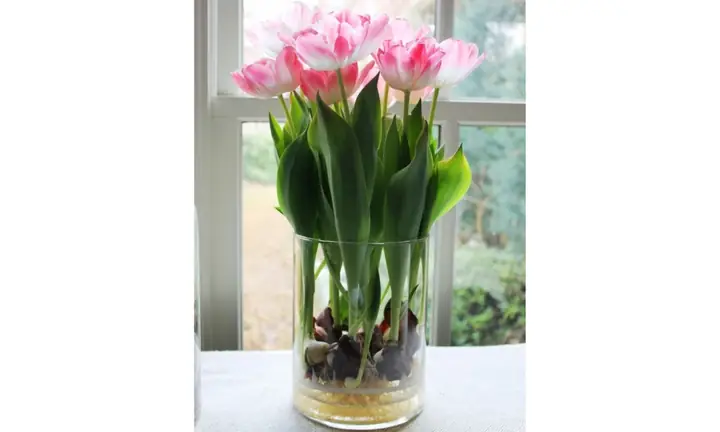 Cách Trồng Hoa Tulip Thủy Canh Đơn Giản Tại Nhà Cho Hoa Đẹp