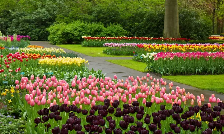 Cách Trồng Hoa Tulip Thủy Canh Đơn Giản Tại Nhà Cho Hoa Đẹp
