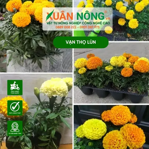 Hướng Dẫn Chi Tiết Cách Trồng Hoa Vạn Thọ Lùn Nở Đúng Tết, Đẹp Chuẩn Chậu Hướng Dẫn Chi Tiết Cách Trồng Hoa Vạn Thọ Lùn Nở Đúng Tết, Đẹp Chuẩn Chậu