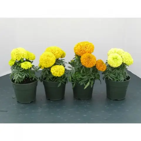 Hướng Dẫn Chi Tiết Cách Trồng Hoa Vạn Thọ Lùn Nở Đúng Tết, Đẹp Chuẩn Chậu Hướng Dẫn Chi Tiết Cách Trồng Hoa Vạn Thọ Lùn Nở Đúng Tết, Đẹp Chuẩn Chậu