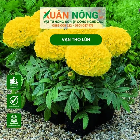 Hướng Dẫn Chi Tiết Cách Trồng Hoa Vạn Thọ Lùn Nở Đúng Tết, Đẹp Chuẩn Chậu Hướng Dẫn Chi Tiết Cách Trồng Hoa Vạn Thọ Lùn Nở Đúng Tết, Đẹp Chuẩn Chậu