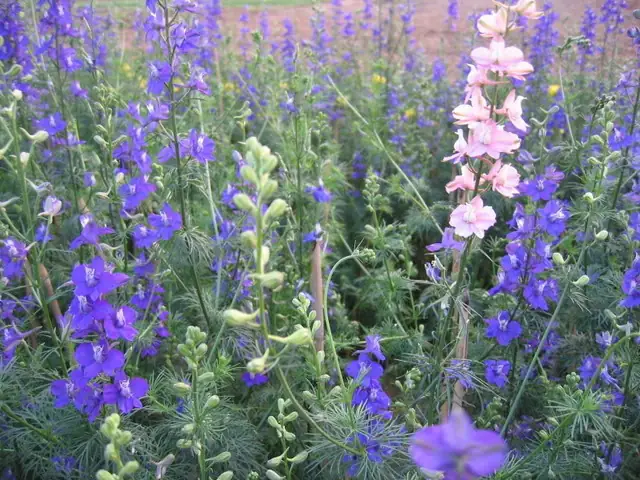 Cách Trồng Hoa Violet Từ A-Z: Kỹ Thuật Gieo Hạt, Giâm Cành Và Chăm Sóc Để Hoa Nở Rộ Đúng Mùa