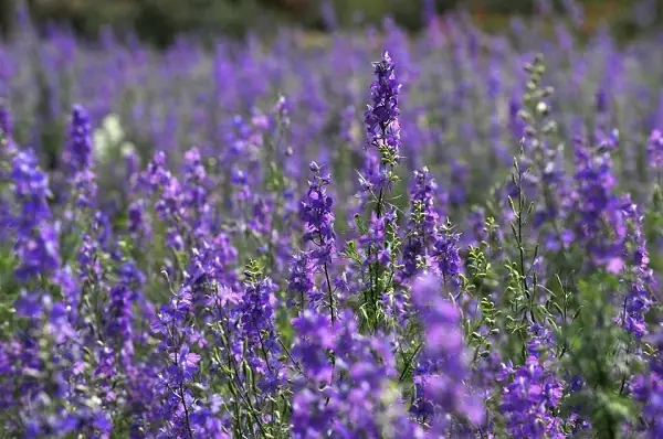 Cách Trồng Hoa Violet Từ A-Z: Kỹ Thuật Gieo Hạt, Giâm Cành Và Chăm Sóc Để Hoa Nở Rộ Đúng Mùa