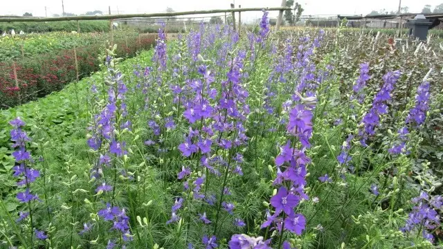 Cách Trồng Hoa Violet Từ A-Z: Kỹ Thuật Gieo Hạt, Giâm Cành Và Chăm Sóc Để Hoa Nở Rộ Đúng Mùa