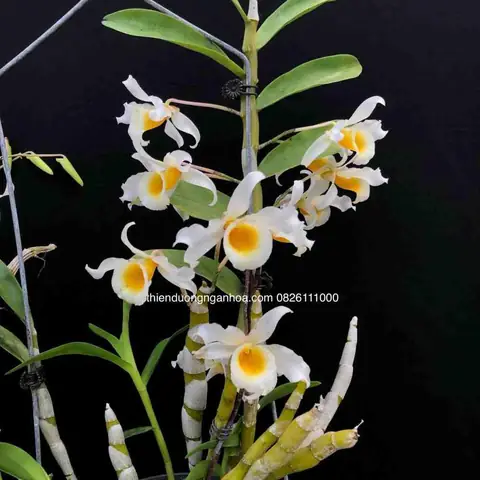 Hướng Dẫn Chi Tiết Cách Trồng Và Chăm Sóc Lan Hoàng Phi Hạc Ra Hoa Đẹp Hướng Dẫn Chi Tiết Cách Trồng Và Chăm Sóc Lan Hoàng Phi Hạc Ra Hoa Đẹp