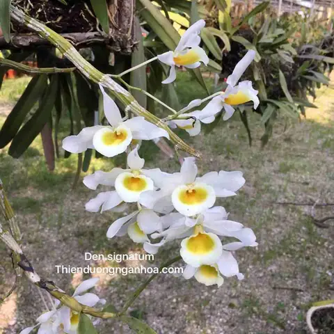 Hướng Dẫn Chi Tiết Cách Trồng Và Chăm Sóc Lan Hoàng Phi Hạc Ra Hoa Đẹp Hướng Dẫn Chi Tiết Cách Trồng Và Chăm Sóc Lan Hoàng Phi Hạc Ra Hoa Đẹp