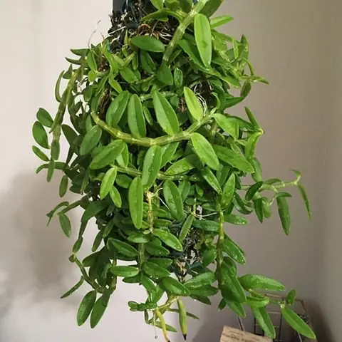 Cách Trồng Hoàng Thảo Môi Tua (hoàng Long Vĩ) Tại Nhà Để Ra Hoa