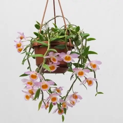 Cách Trồng Hoàng Thảo Môi Tua (hoàng Long Vĩ) Tại Nhà Để Ra Hoa