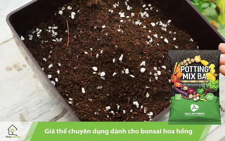 Cách Trồng Hoa Hồng Bonsai: Hướng Dẫn Chi Tiết Từ A-Z Cách Trồng Hoa Hồng Bonsai: Hướng Dẫn Chi Tiết Từ A-Z