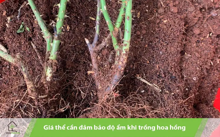 Cách Trồng Hoa Hồng Bonsai: Hướng Dẫn Chi Tiết Từ A-Z Cách Trồng Hoa Hồng Bonsai: Hướng Dẫn Chi Tiết Từ A-Z