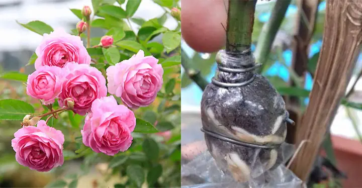 Hướng Dẫn Chi Tiết Cách Trồng Hoa Hồng Chiết Cành Tỷ Lệ Sống 100%