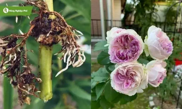 Hướng Dẫn Chi Tiết Cách Trồng Hoa Hồng Chiết Cành Tỷ Lệ Sống 100%