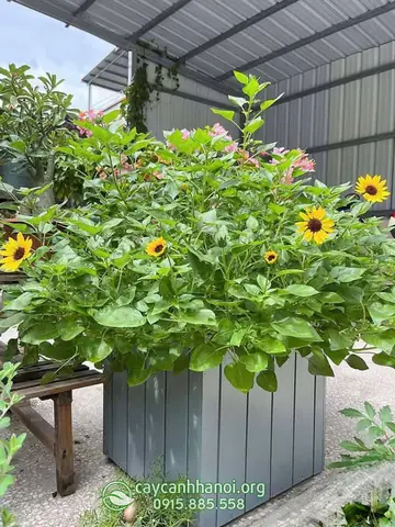 Hướng Dẫn Chi Tiết Cách Trồng Và Chăm Sóc Hoa Hồng Thân Gỗ Cho Người Mới Bắt Đầu Hướng Dẫn Chi Tiết Cách Trồng Và Chăm Sóc Hoa Hồng Thân Gỗ Cho Người Mới Bắt Đầu