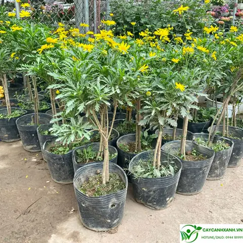 Hướng Dẫn Chi Tiết Cách Trồng Và Chăm Sóc Hoa Hồng Thân Gỗ Cho Người Mới Bắt Đầu Hướng Dẫn Chi Tiết Cách Trồng Và Chăm Sóc Hoa Hồng Thân Gỗ Cho Người Mới Bắt Đầu