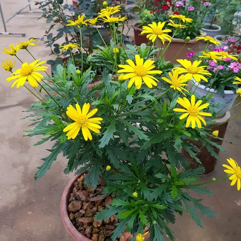 Hướng Dẫn Chi Tiết Cách Trồng Và Chăm Sóc Hoa Hồng Thân Gỗ Cho Người Mới Bắt Đầu Hướng Dẫn Chi Tiết Cách Trồng Và Chăm Sóc Hoa Hồng Thân Gỗ Cho Người Mới Bắt Đầu