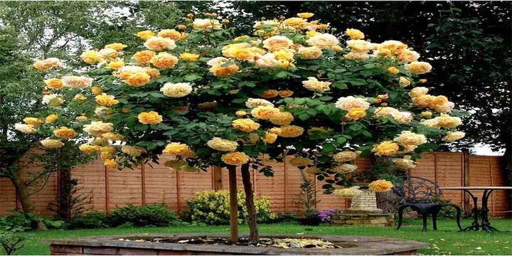 Hướng Dẫn Chi Tiết Cách Trồng Và Chăm Sóc Hoa Hồng Thân Gỗ Cho Người Mới Bắt Đầu Hướng Dẫn Chi Tiết Cách Trồng Và Chăm Sóc Hoa Hồng Thân Gỗ Cho Người Mới Bắt Đầu