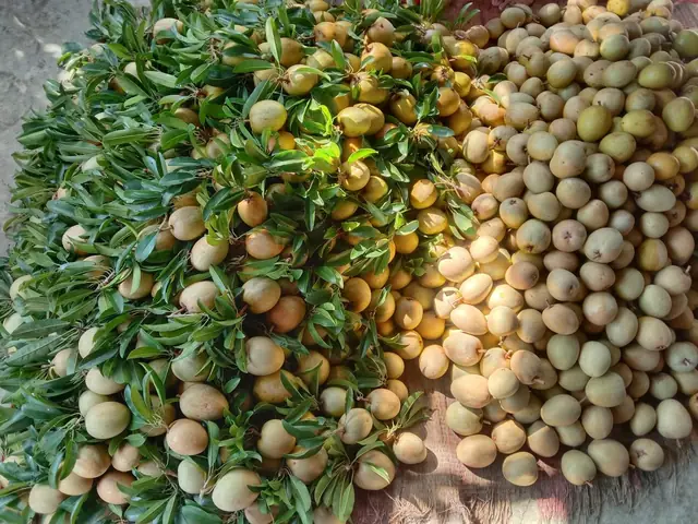 Cách Trồng Hồng Xiêm Xoài Cho Quả Sai, Đẹp Và Dễ Chăm Sóc Cách Trồng Hồng Xiêm Xoài Cho Quả Sai, Đẹp Và Dễ Chăm Sóc