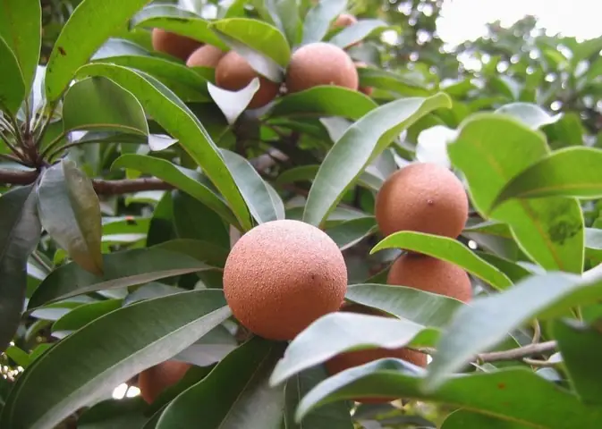 Cách Trồng Hồng Xiêm Xoài Cho Quả Sai, Đẹp Và Dễ Chăm Sóc Cách Trồng Hồng Xiêm Xoài Cho Quả Sai, Đẹp Và Dễ Chăm Sóc