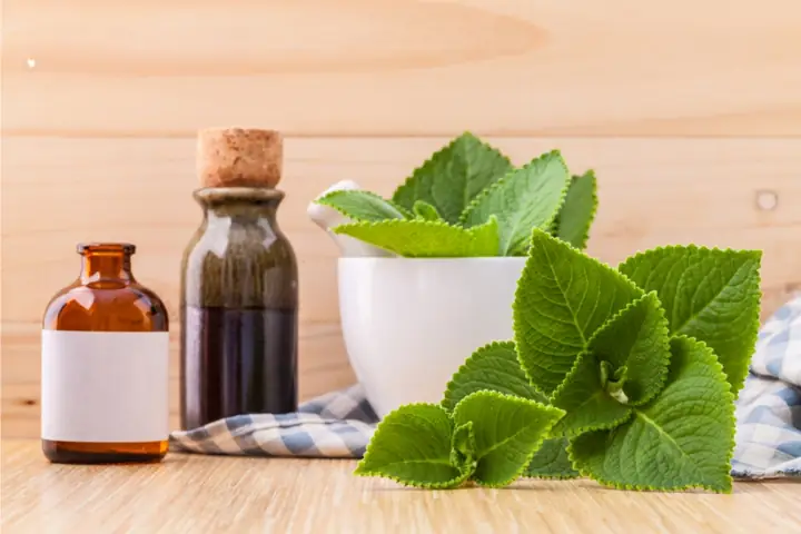 Cách Trồng Cây Húng Tại Nhà: Hướng Dẫn Chi Tiết Từ Giâm Cành Đến Chăm Sóc Cách Trồng Cây Húng Tại Nhà: Hướng Dẫn Chi Tiết Từ Giâm Cành Đến Chăm Sóc