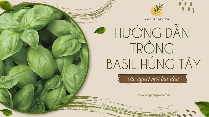 Hướng Dẫn Chi Tiết Cách Trồng Húng Tây (basil) Đúng Cách Tại Nhà Hướng Dẫn Chi Tiết Cách Trồng Húng Tây (basil) Đúng Cách Tại Nhà