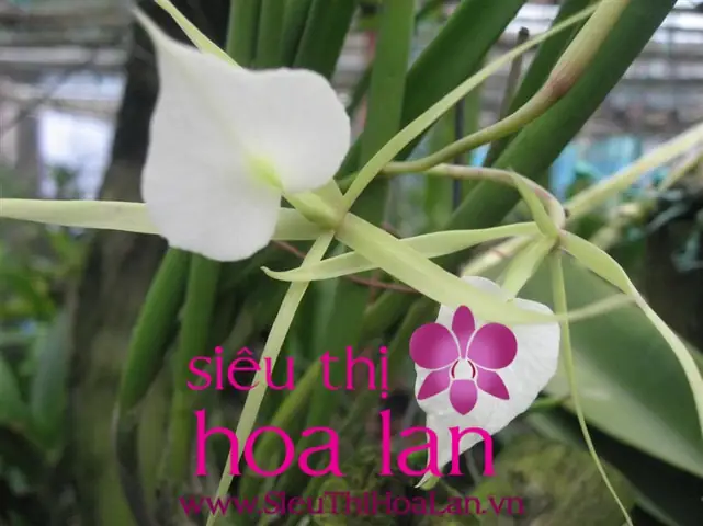 Hướng Dẫn Trồng Và Chăm Sóc Cây Địa Lan Hương Cát Cát Đạt Chuẩn
