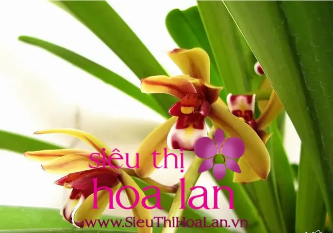 Hướng Dẫn Trồng Và Chăm Sóc Cây Địa Lan Hương Cát Cát Đạt Chuẩn