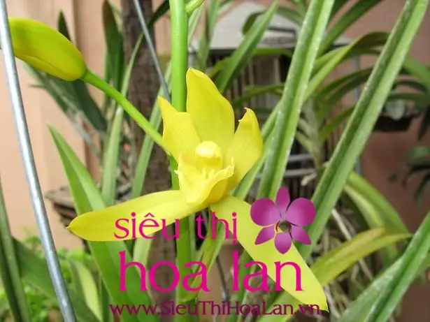 Hướng Dẫn Trồng Và Chăm Sóc Cây Địa Lan Hương Cát Cát Đạt Chuẩn