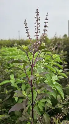 Cách Trồng Cây Hương Nhu: Hướng Dẫn Chi Tiết Từ A-Z Cách Trồng Cây Hương Nhu: Hướng Dẫn Chi Tiết Từ A-Z